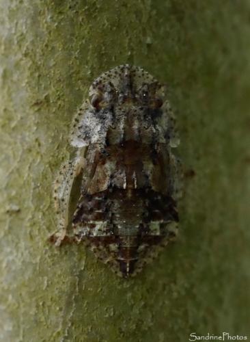 Ledra aurita